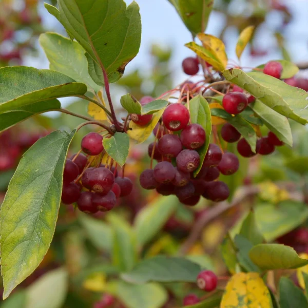 Malus toringo 'Sargent's Elegant' – Sierappel