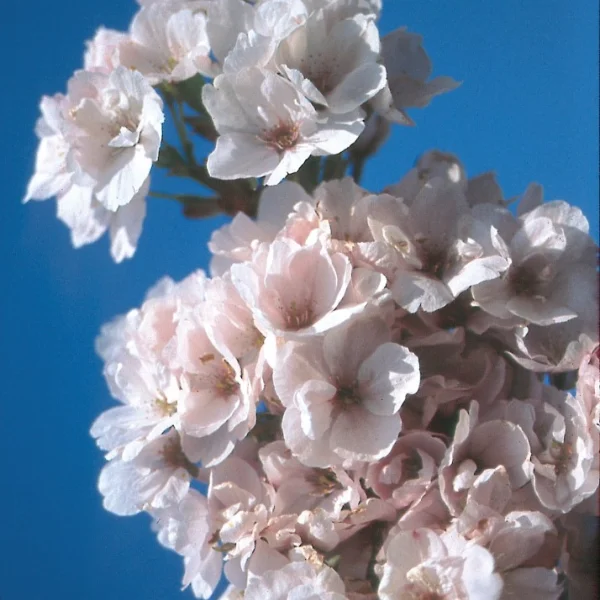 Malus 'Almey' – Sierappel