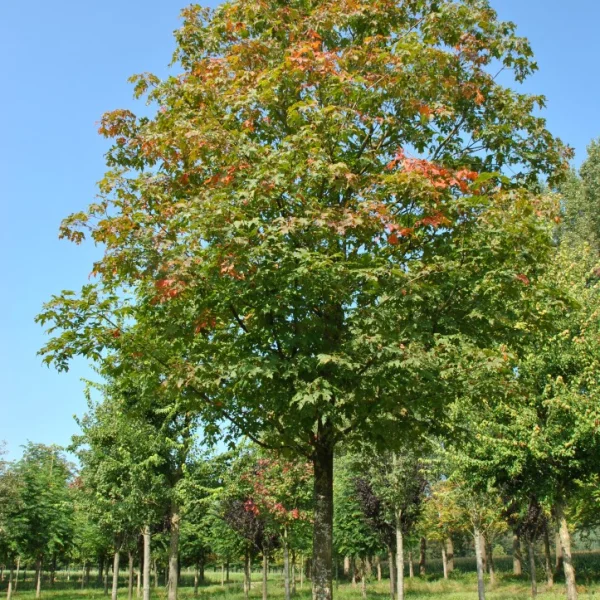 Acer saccharum 'Green Mountain'