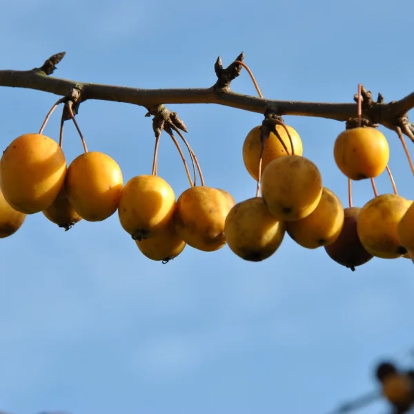 Malus 'Golden Hornet'
