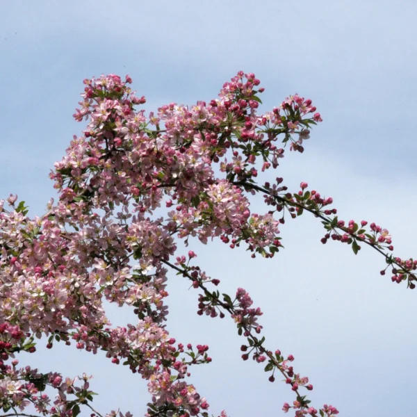 Malus 'Hillieri'