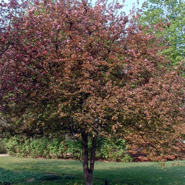Malus 'Neville Copeman'