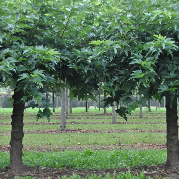 Morus alba 'Fruitless'