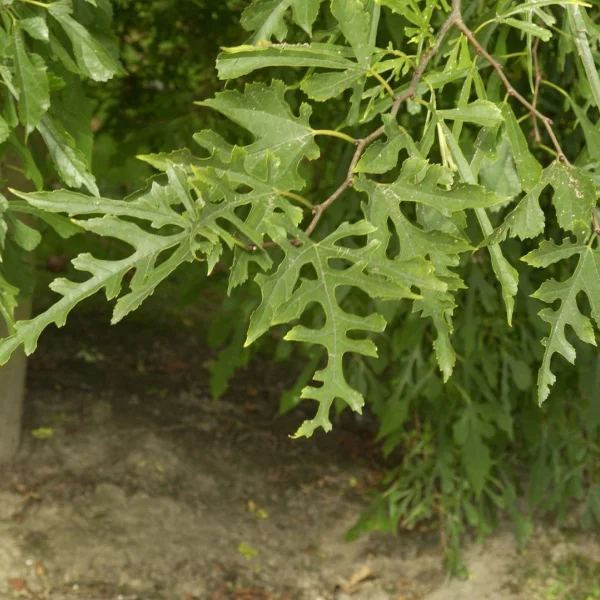 Morus alba 'Laciniata'