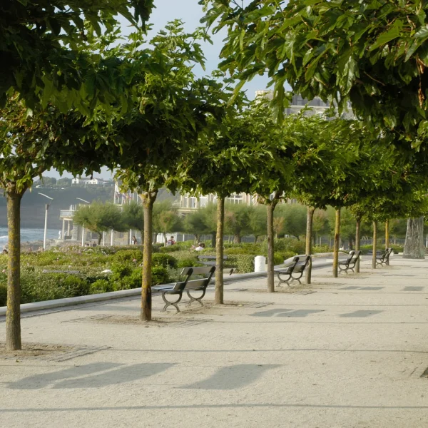 Morus alba 'Macrophylla'