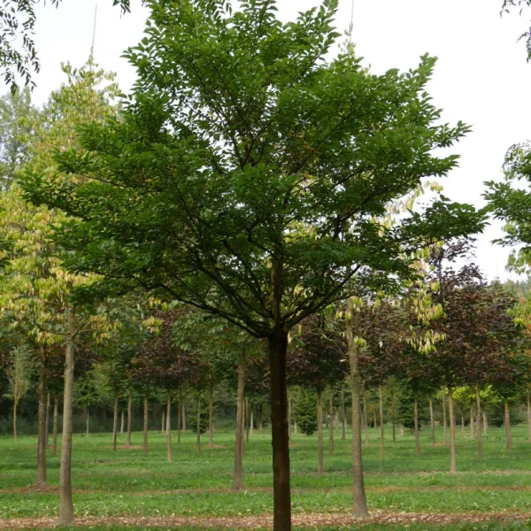 Morus alba 'Nana Issai' – Witte moerbei (cv)