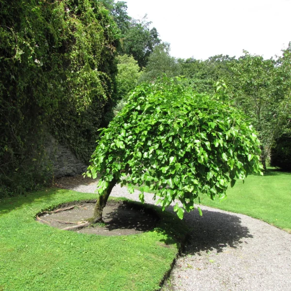 Morus alba 'Pendula'