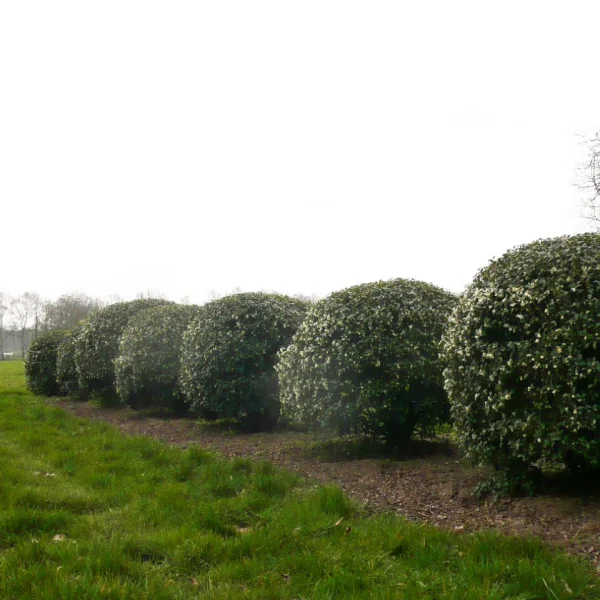 Osmanthus burkwoodii
