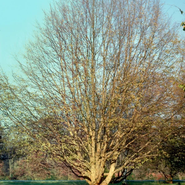 Ostrya virginiana – Amerikaanse hopbeuk