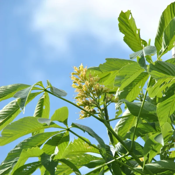 Aesculus 'Autumn Splendor'