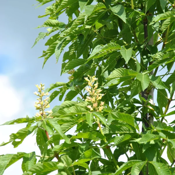 Aesculus 'Homestead'