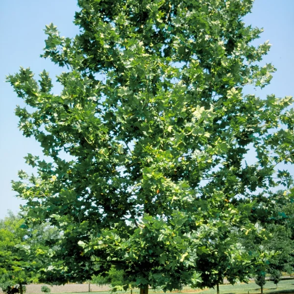 Platanus ×hispanica 'Bloodgood'