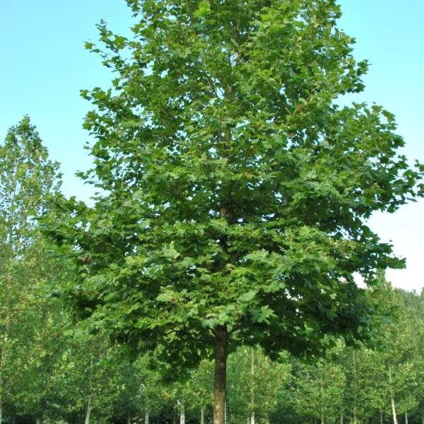 Platanus ×hispanica 'Huissen'