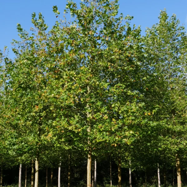 Platanus ×hispanica 'Mr X'