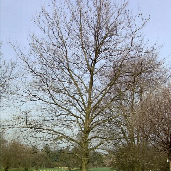 Platanus ×hispanica 'Pyramidalis'
