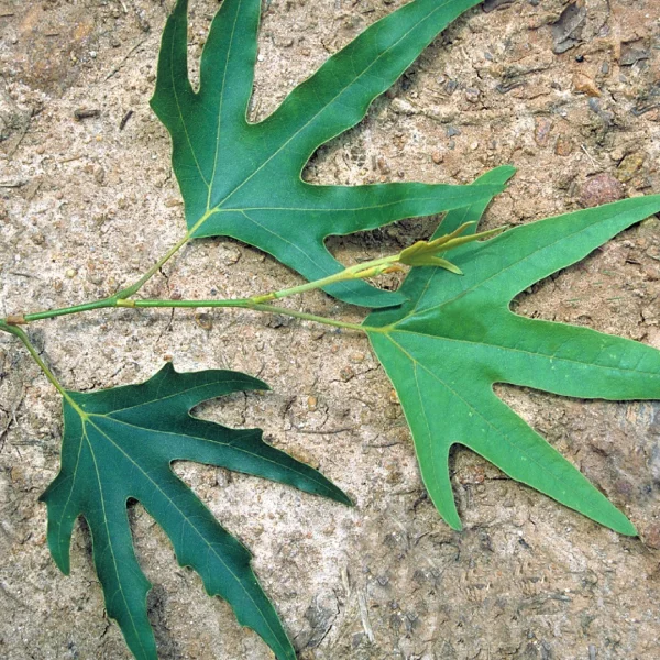Platanus orientalis 'Digitata'
