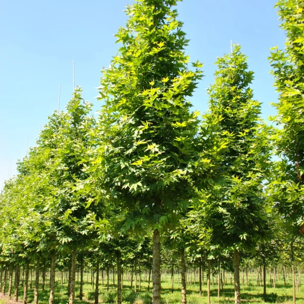 Platanus orientalis 'Minaret'
