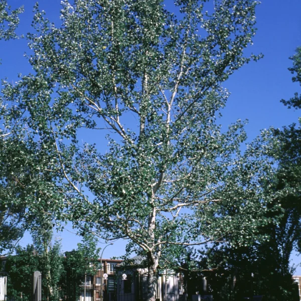 Populus alba 'Nivea' – Witte abeel, Zilverabeel