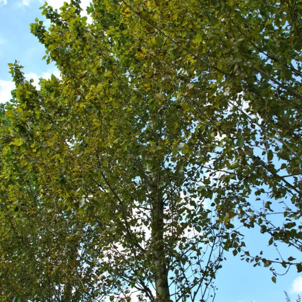 Populus ×berolinensis – Siberische balsempopulier