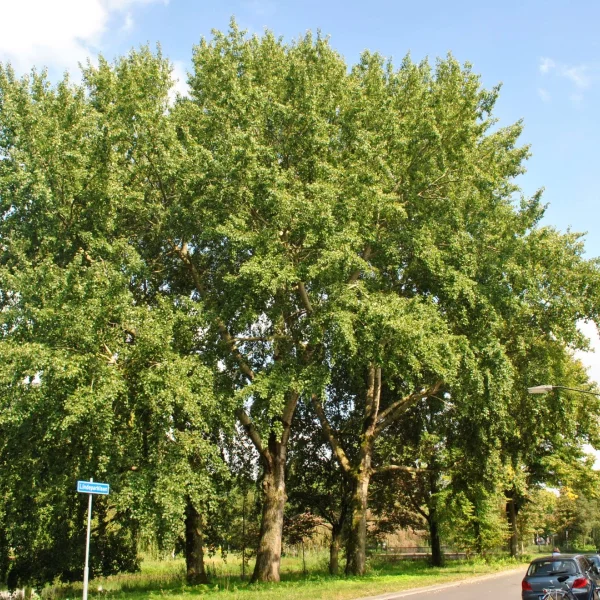 Populus ×canescens – Grauwe abeel, Grijze abeel