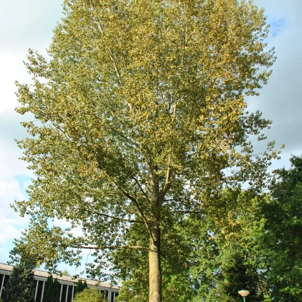 Populus ×canadensis 'Marilandica'