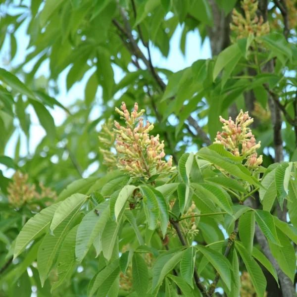 Aesculus flava 'Vestita'