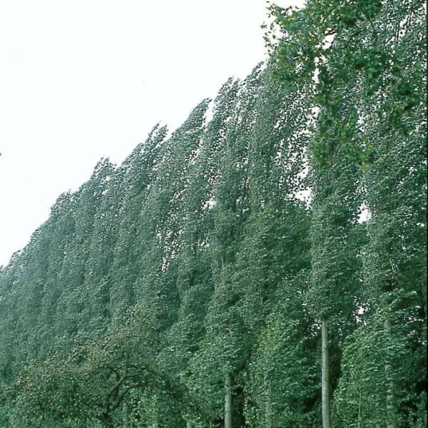 Populus ×canadensis 'Serotina' – Zeeuwse blauwe, Betuwse blauwe