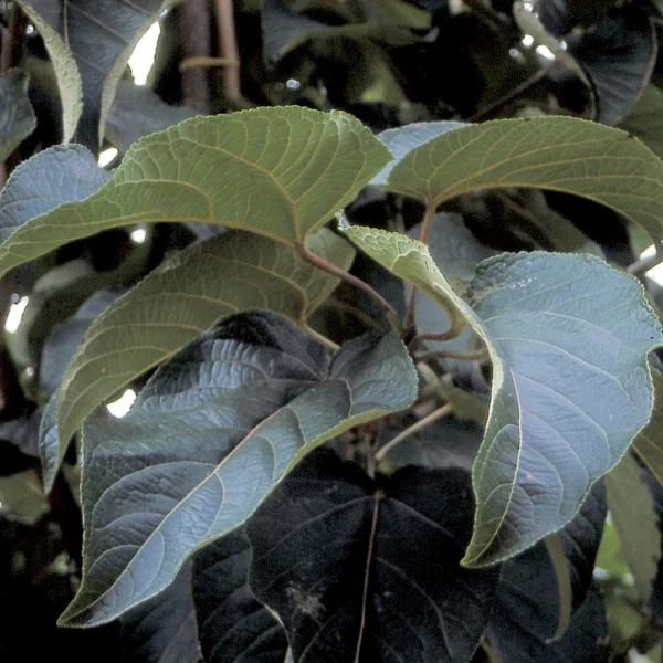 Populus lasiocarpa – Ruwvruchtige populier