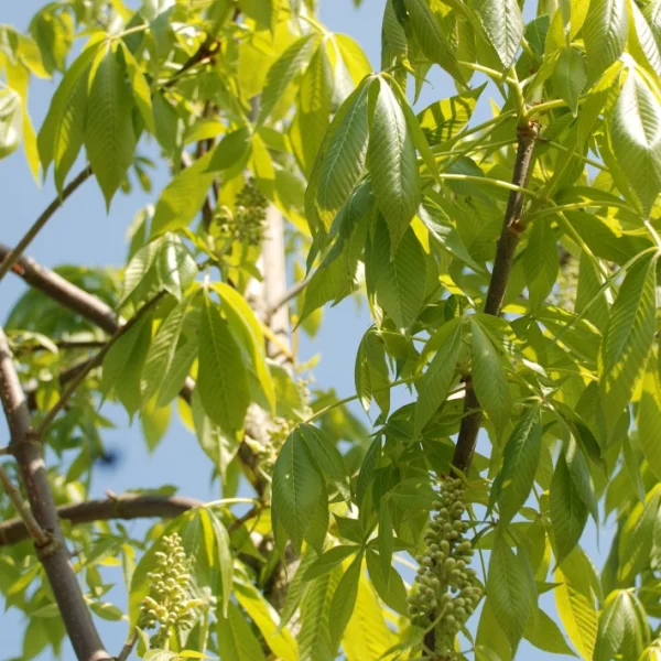 Aesculus glabra leucodermis