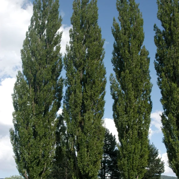 Populus nigra 'Italica' – Italiaanse populier
