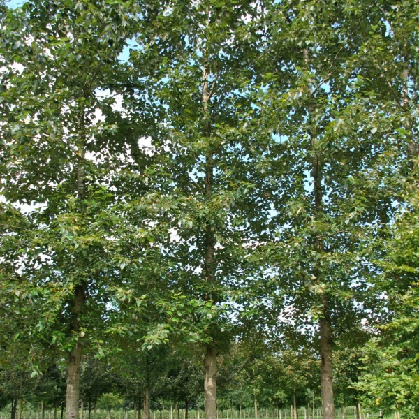 Populus trichocarpa 'Columbia River'