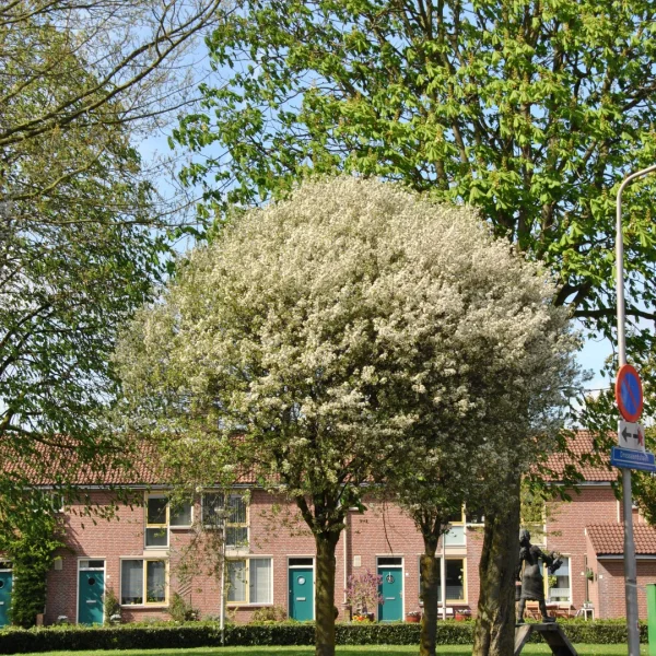 Prunus ×eminens 'Umbraculifera'