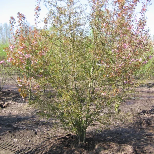 Prunus incisa 'Mikinori'