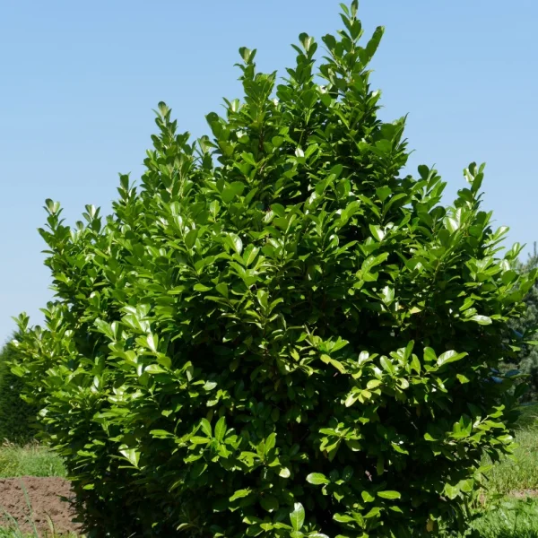 Prunus laurocerasus 'Rotundifolia' – Laurierkers (cv)