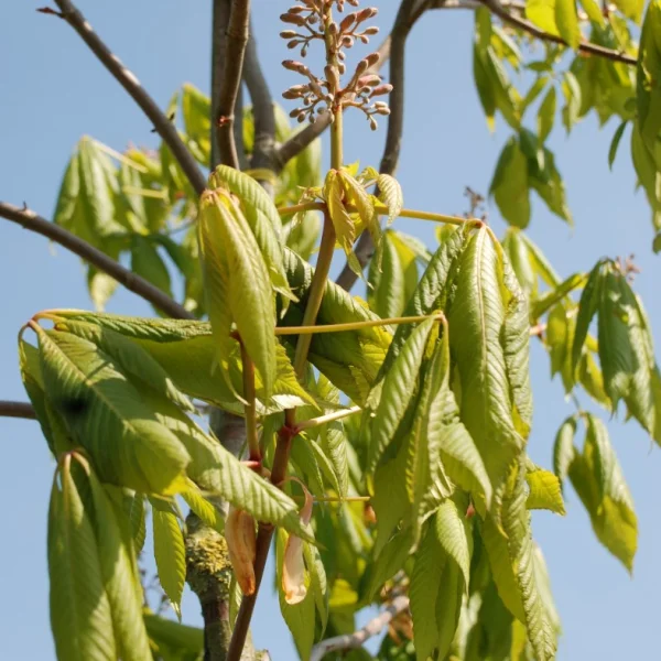 Aesculus pavia var. discolor