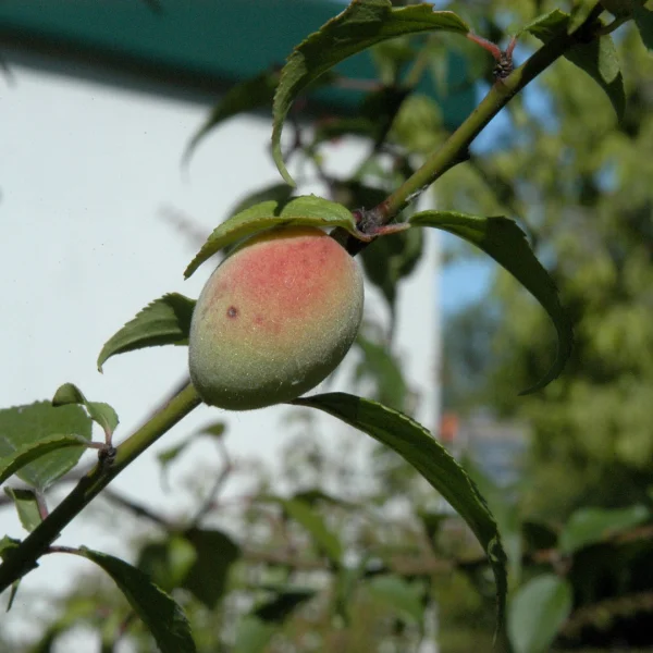 Prunus mume – Japanse abrikoos