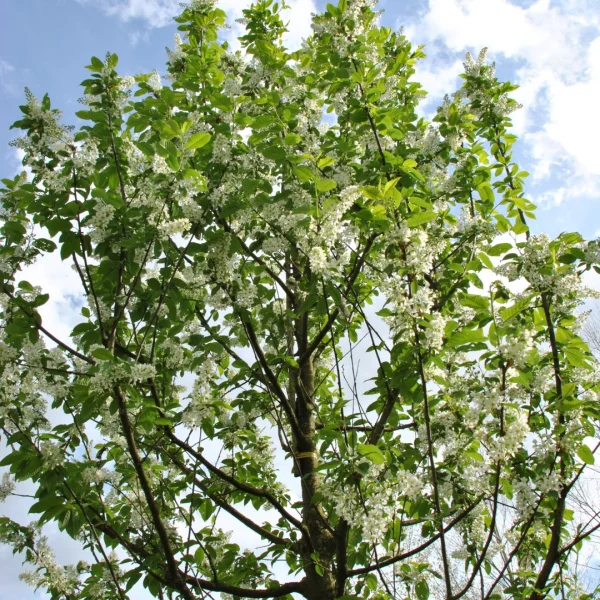 Prunus padus 'Albertii'