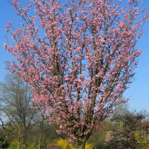 Prunus sargentii 'Rancho'