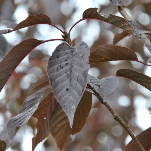 Prunus serrulata 'Royal Burgundy'