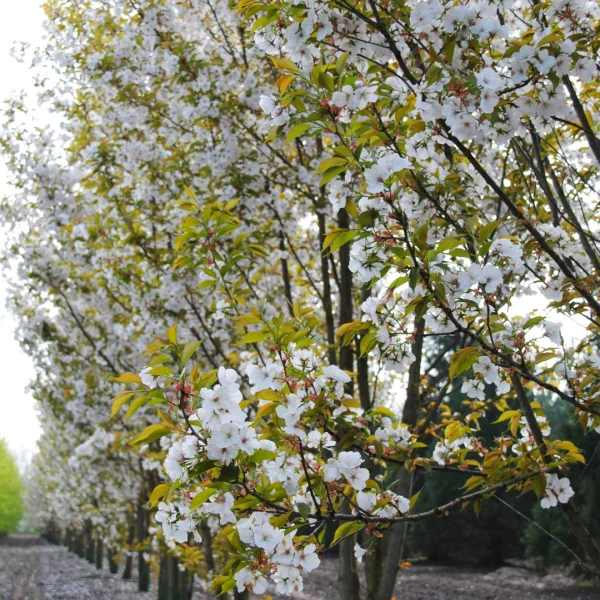 Prunus serrulata 'Taihaku'