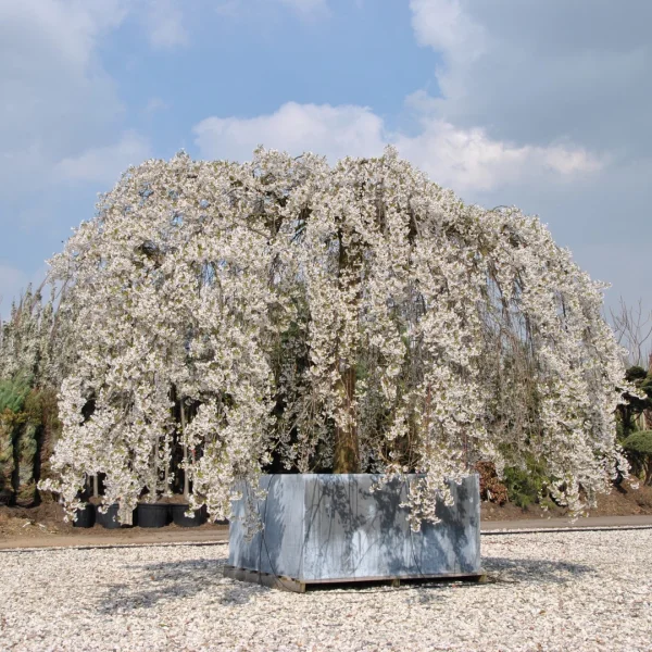 Prunus ×yedoensis 'Shidare-yoshino'