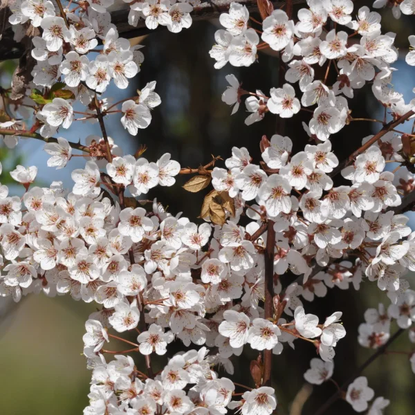Prunus 'Trailblazer'