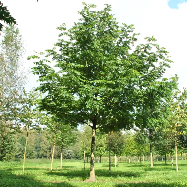 Pterocarya fraxinifolia 'Heereplein'