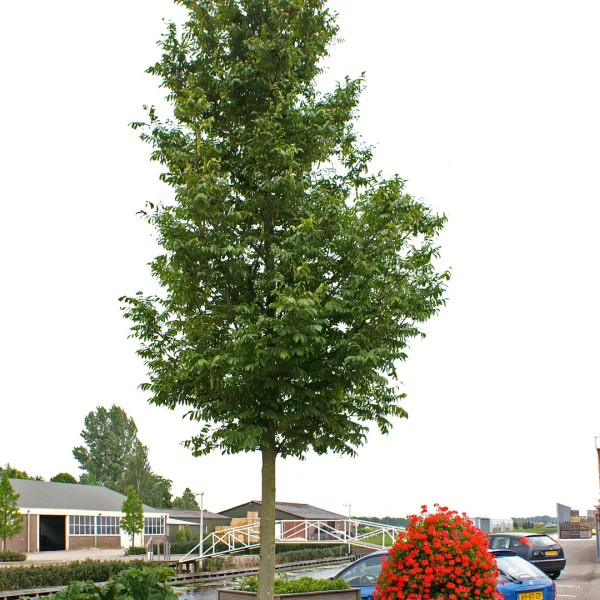 Pterocarya rhoifolia KYOTO CONVENTION ('Bokravention')
