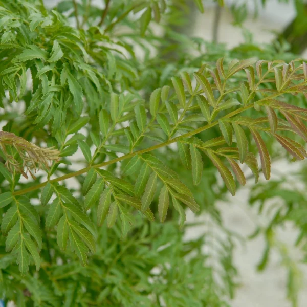 Pterocarya stenoptera 'Fern Leaf'