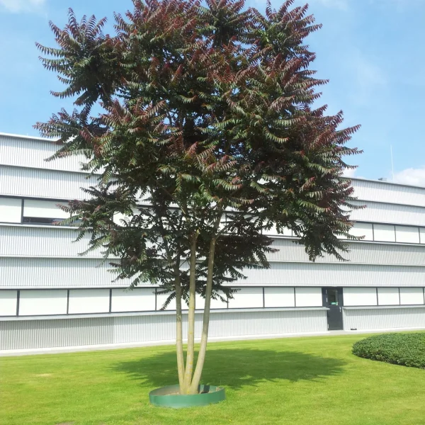 Ailanthus altissima 'Sangiovese'
