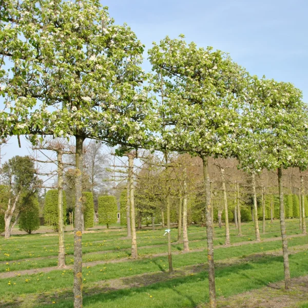 Pyrus calleryana 'Chanticleer'