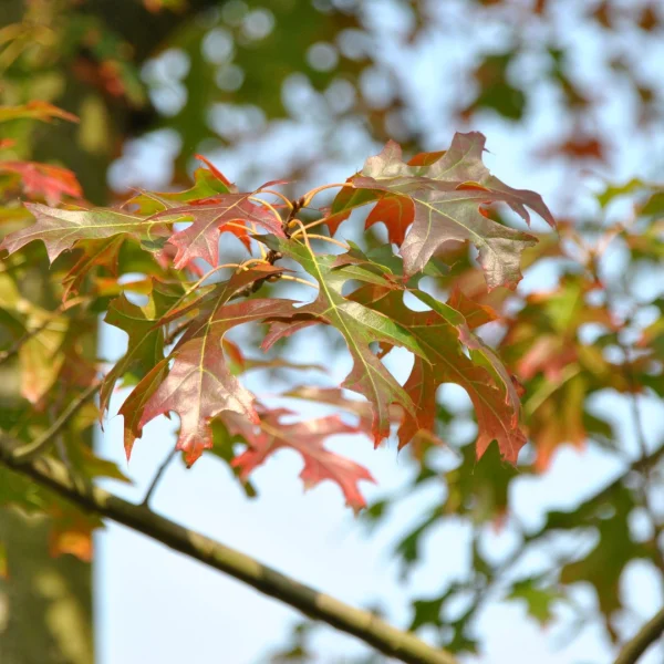 Quercus ellipsoidalis