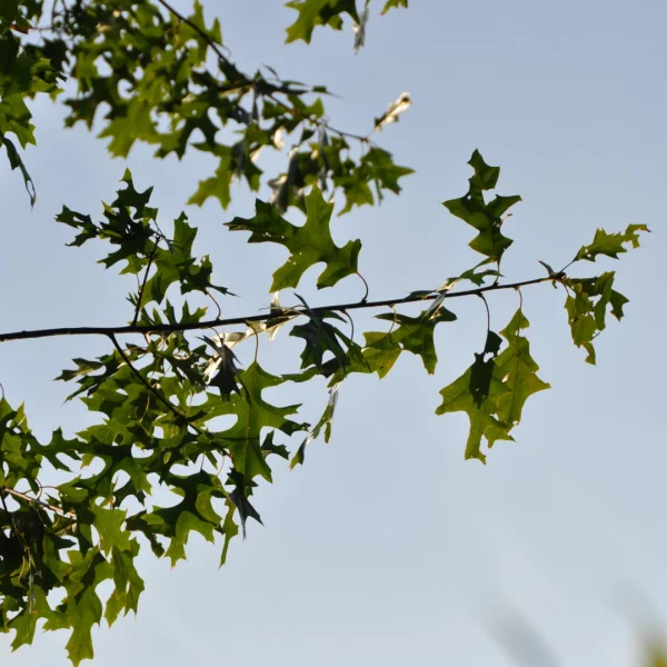 Quercus ellipsoidalis 'Hemelrijk'