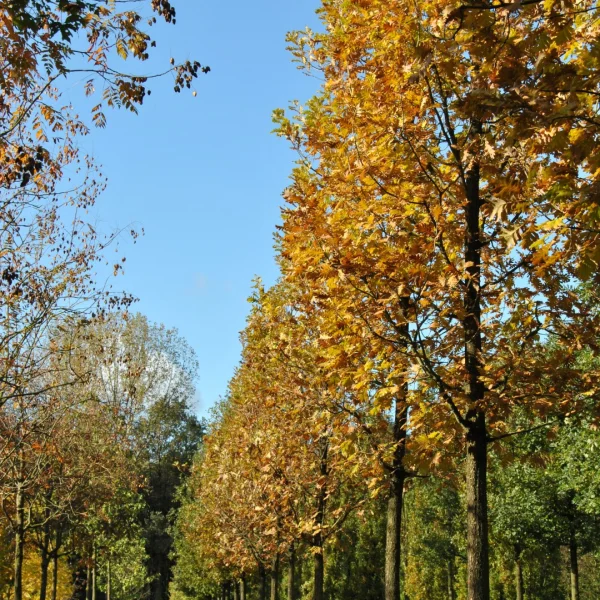 Quercus frainetto – Hongaarse eik